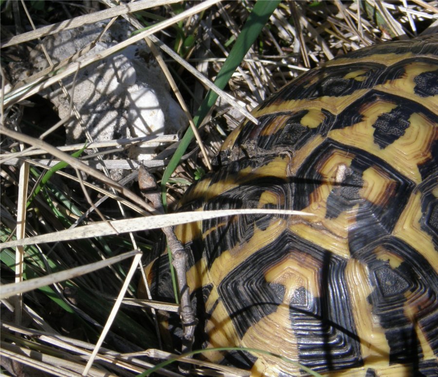 Cerca l''intruso:Testudo hermanni hermanni  e .....